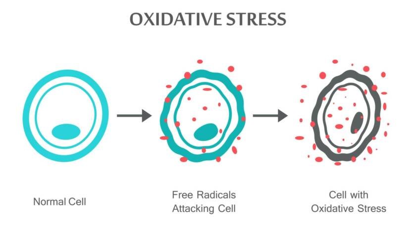 oxidative stress